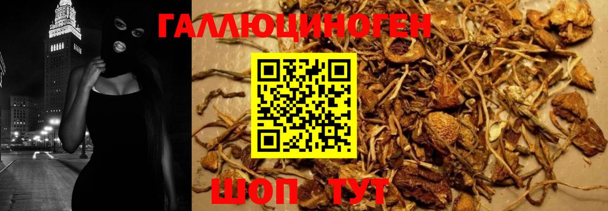 Минеральные Воды  Галлюциногенные грибы Psilocybine cubensis  Вход с VPN 
